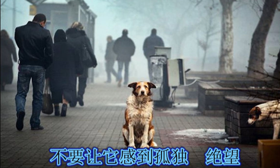 城口城口爱影圈微博微信转发案例